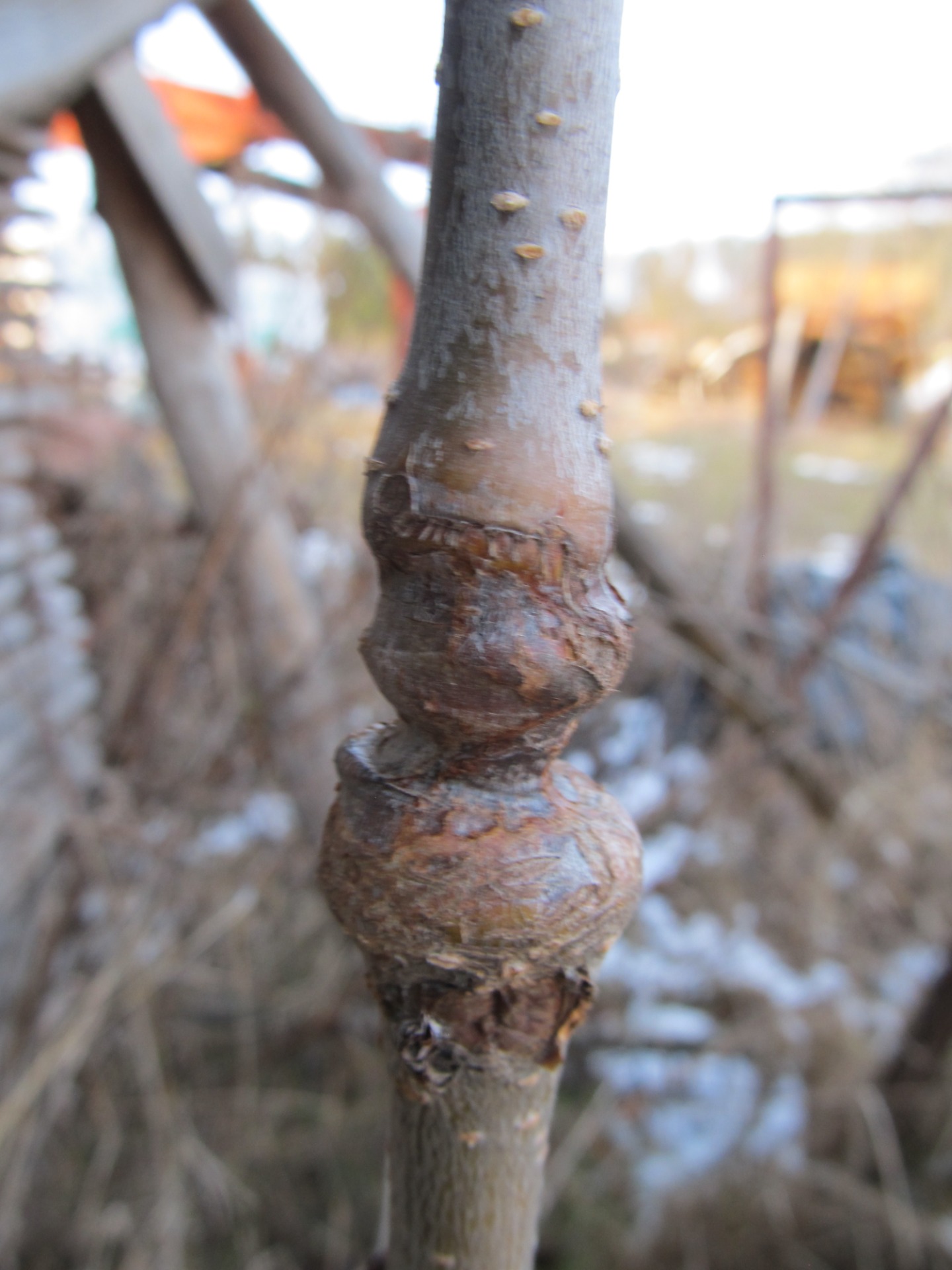 Věstonicka venuše?