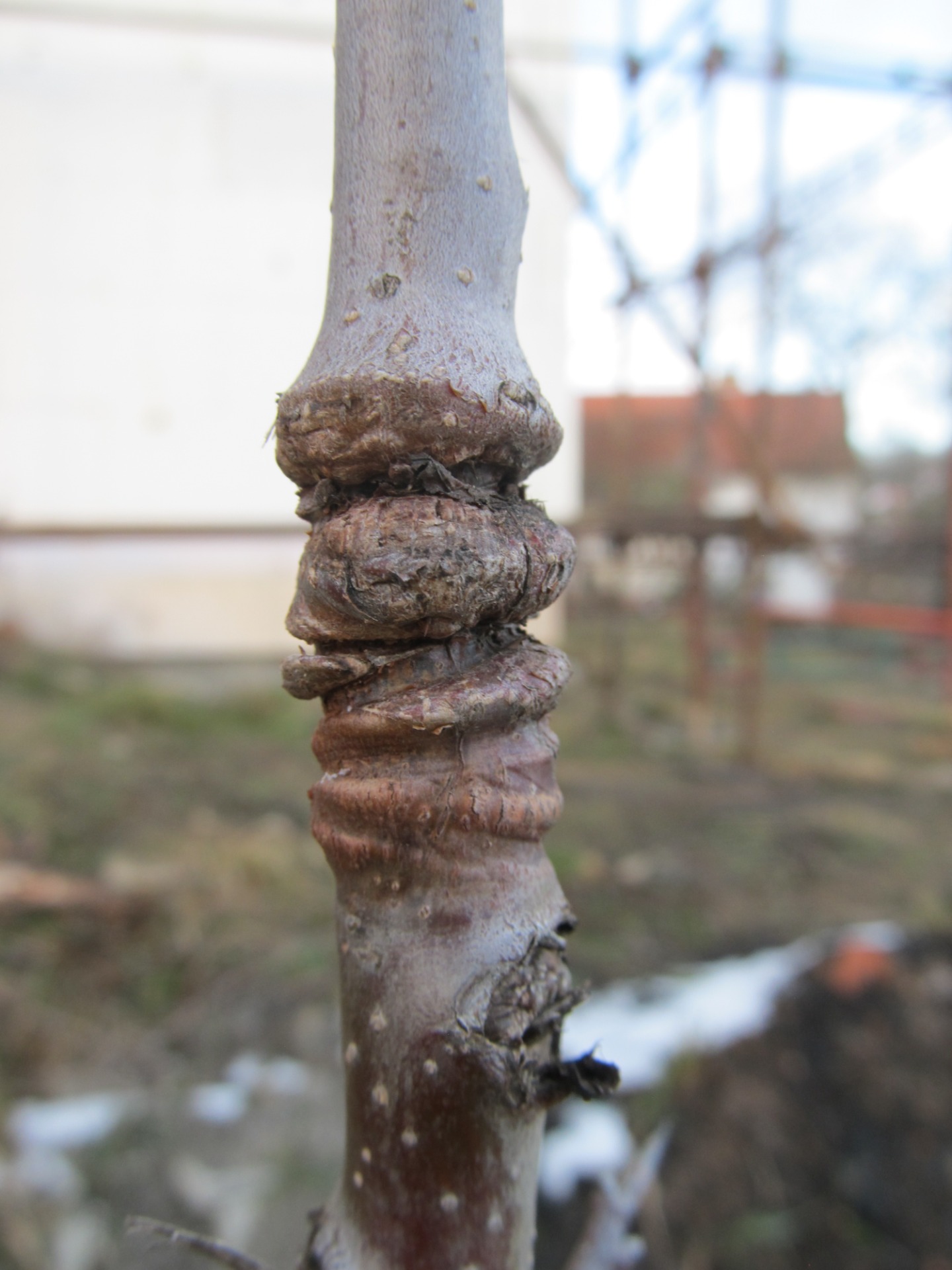 nikoliv. Jen někdo zapomněl oddělat roubovací pásku