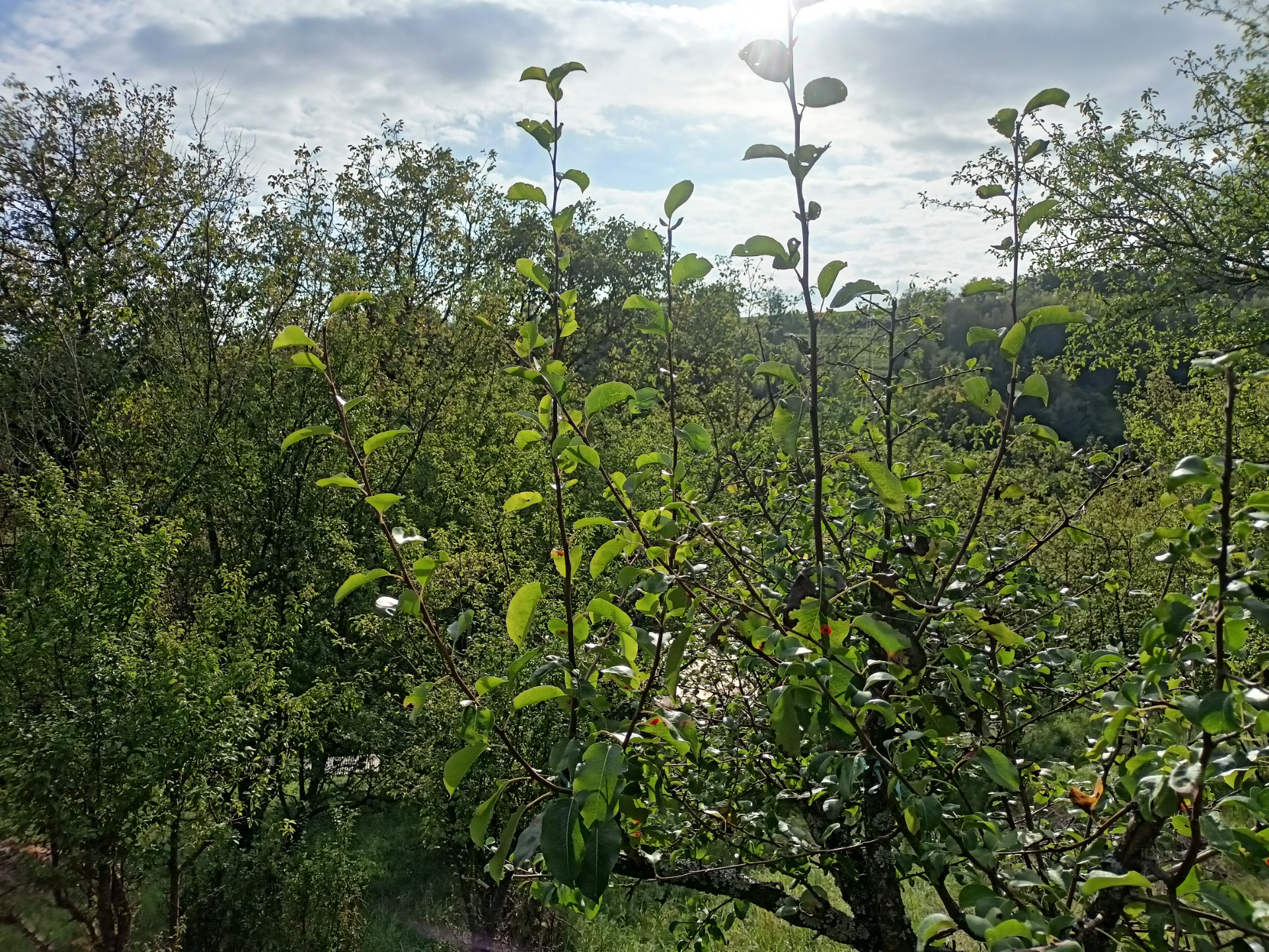 Přeroubovaná planá hrušeň focená v létě po jarním roubování. Zajímavostí je, že se jedná o odrůdu Aarská, kterou bychom jen tak v ovocné školce nekoupili.