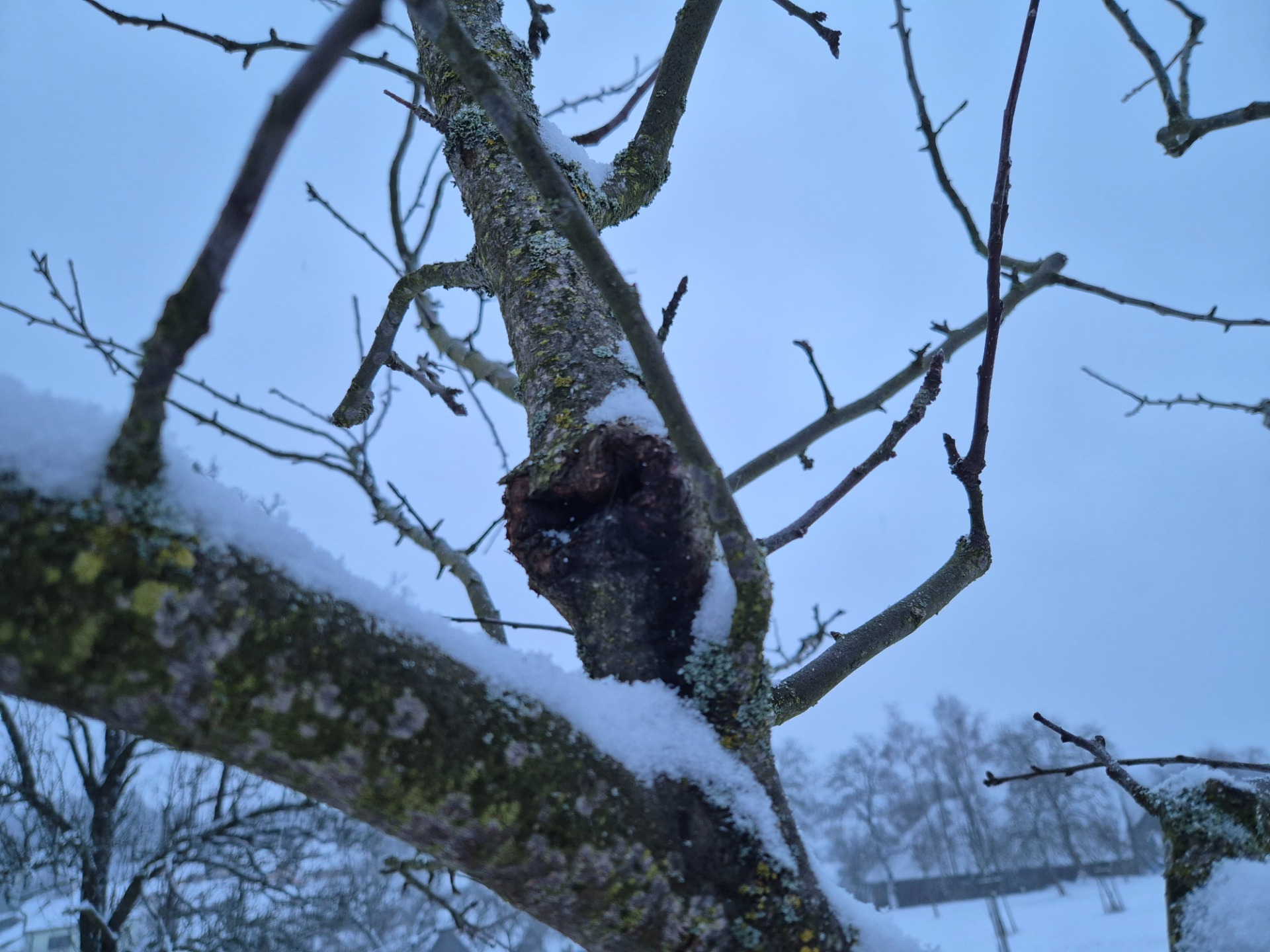 nádorovitý útvar na mladé větvi jabloně