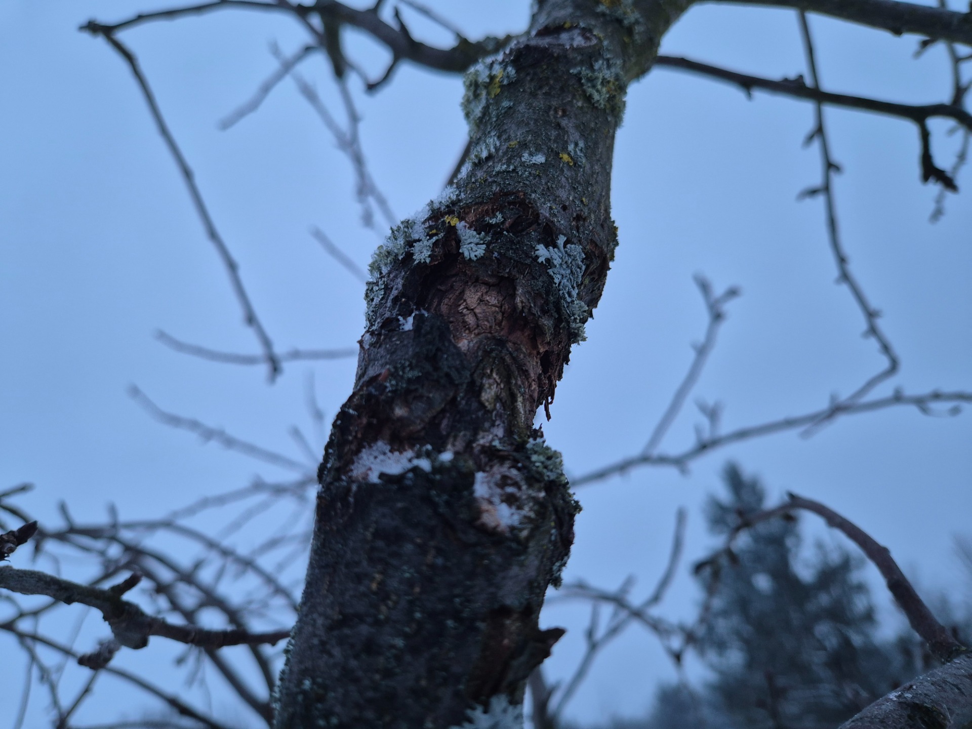 postupující rakovina na krasokvětu žlutém, který je na ni poměrně náchylný