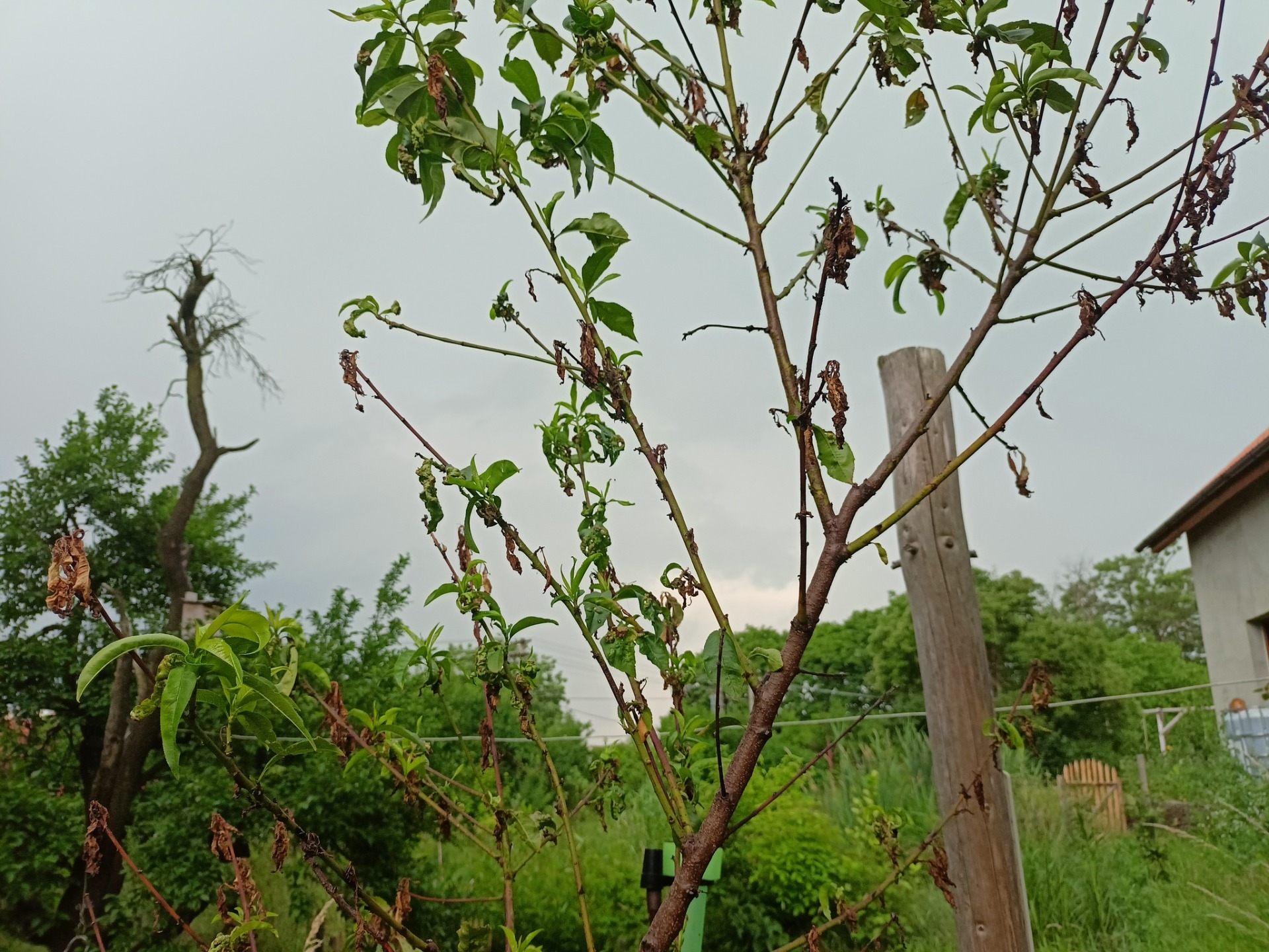 napadená broskvoň odrůdy Sunhaven