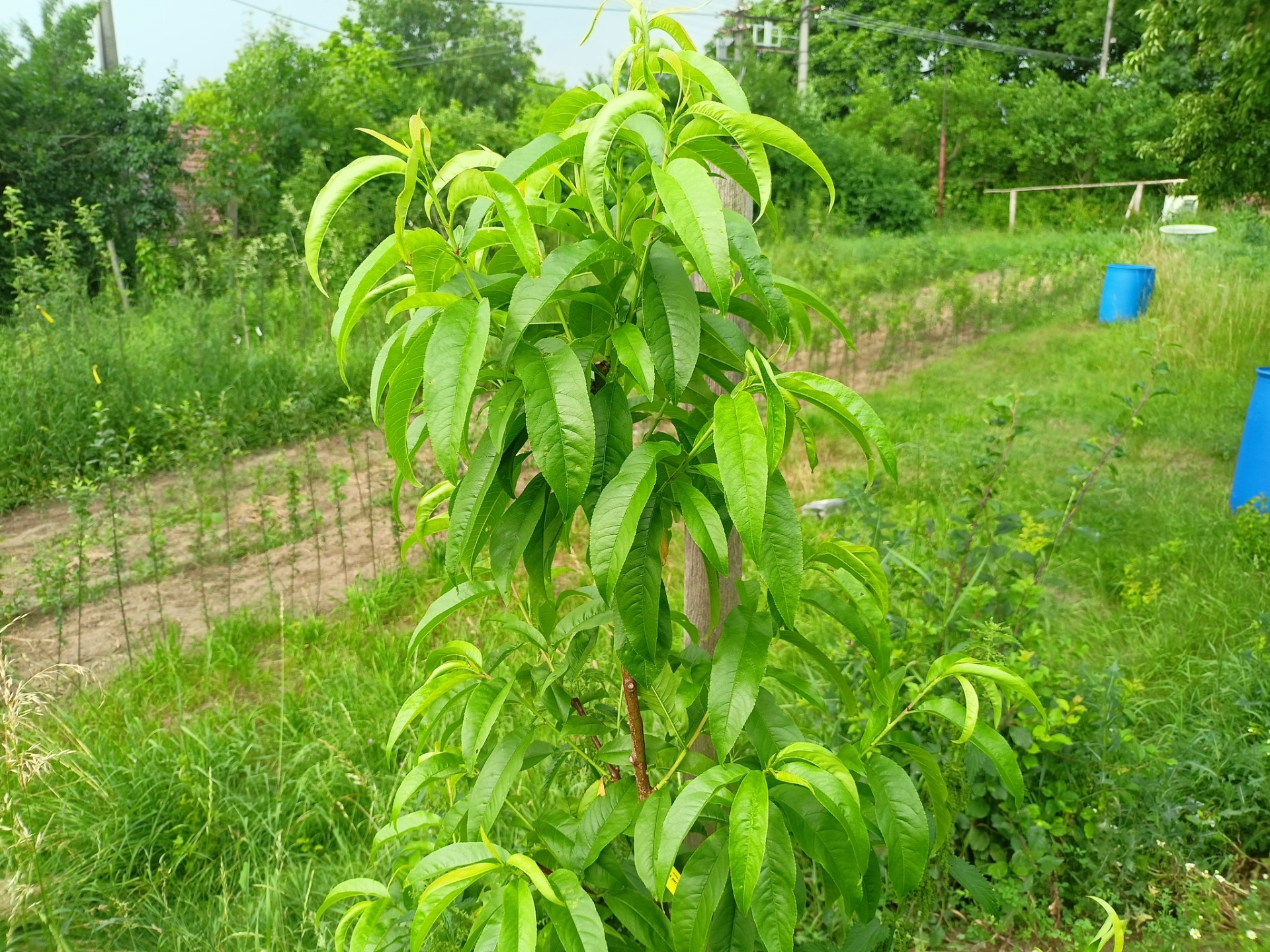 odrůda Amsdenova bez jediného projevu kadeřavosti