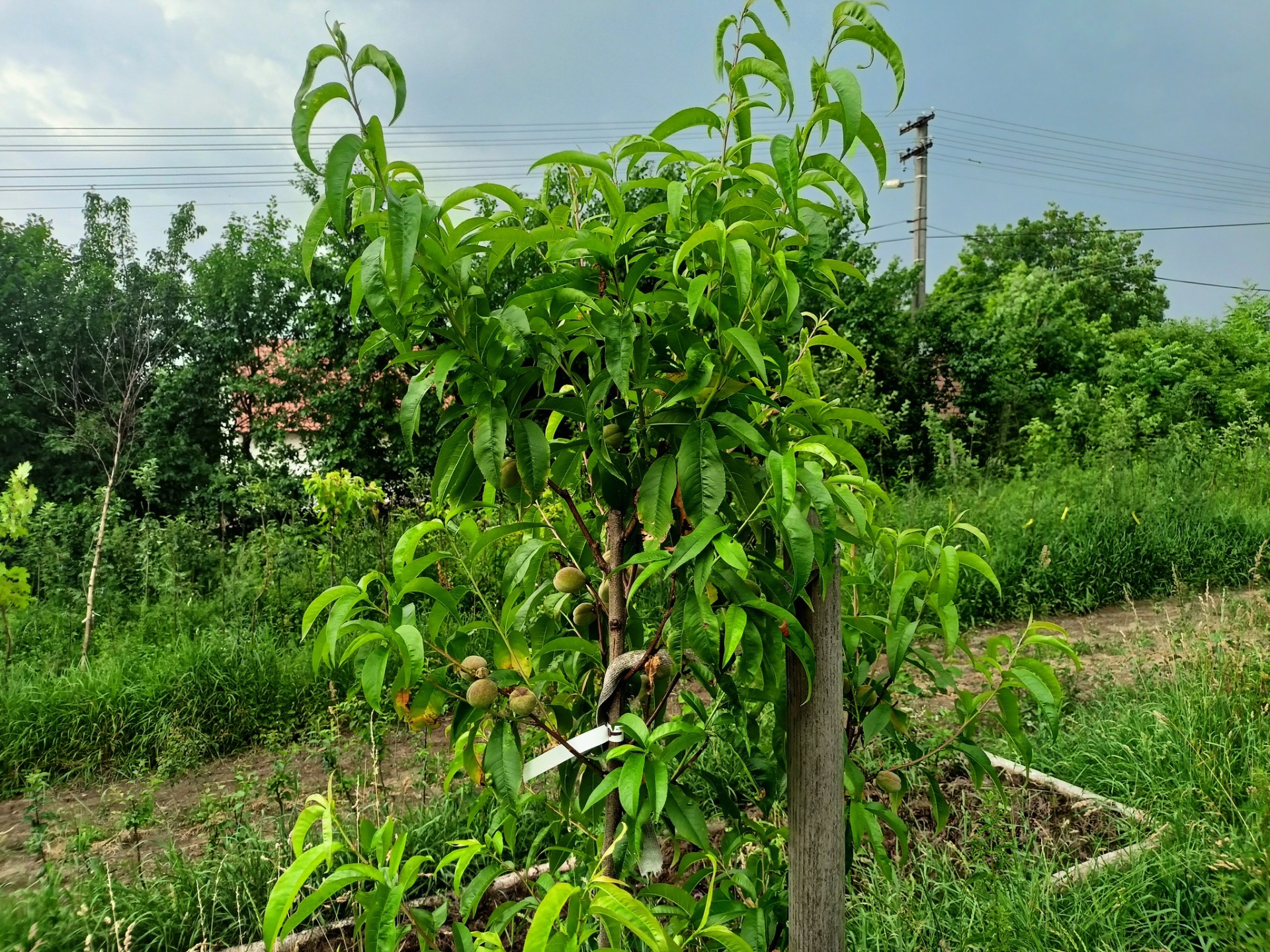 Semenáč z Předhoří je vůči kadeřavosti asi nejvíce odolný