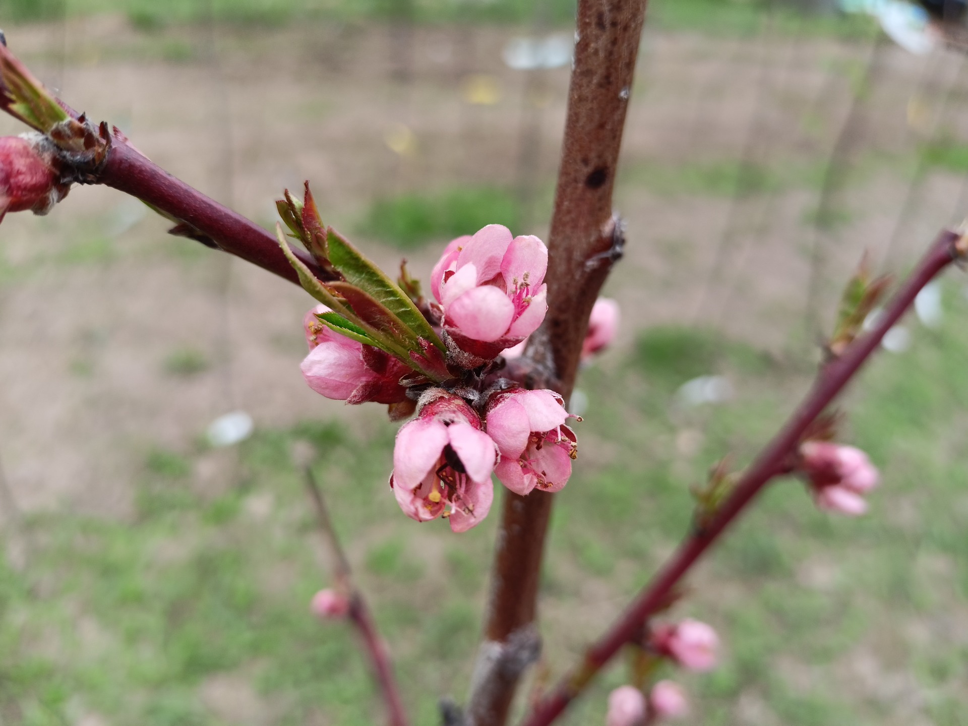 pokud již stromy kvetou, tak je na postřik pozdě